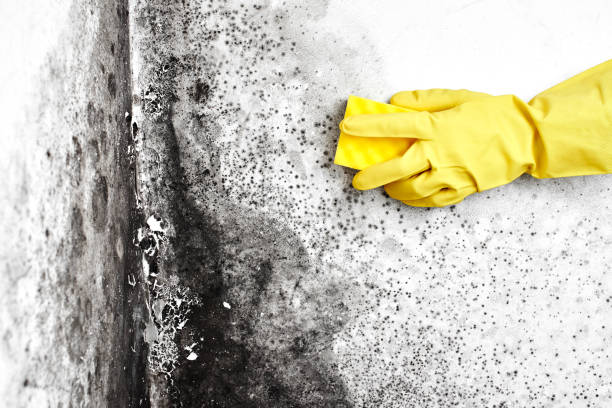 Best Mold Odor Removal Services  in Carlisle Rockledge, AL