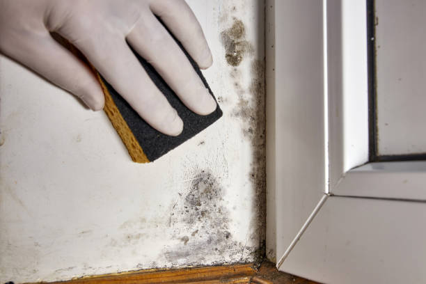 Best Emergency Mold Remediation  in Carlisle Rockledge, AL